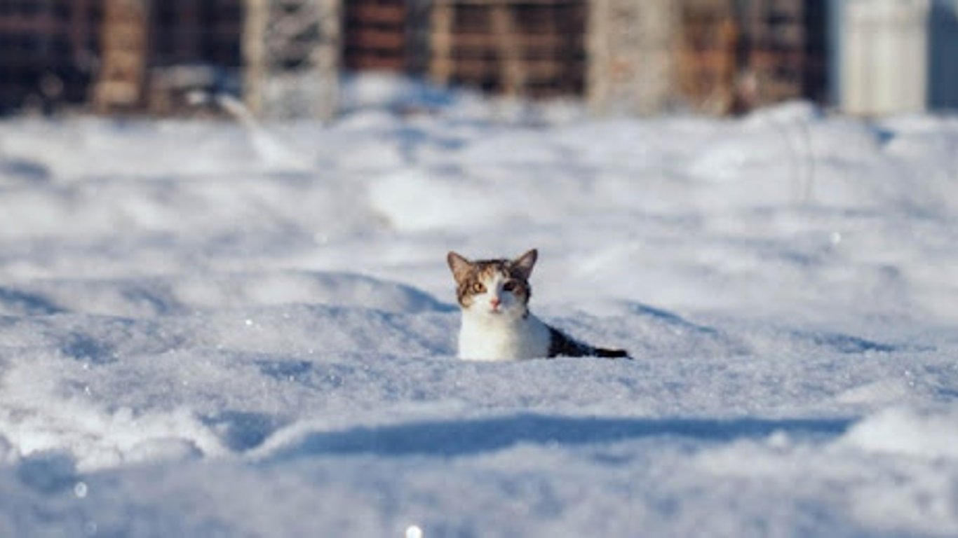 Погода в Україні 26 грудня - морози повертаються
