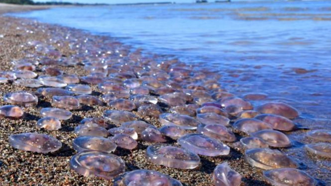 Медузи в Азовському морі: що буде влітку 2022