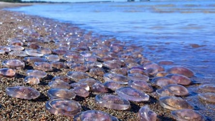 Еколог розповіла, як позбутися медуз в Азовському морі - 285x160