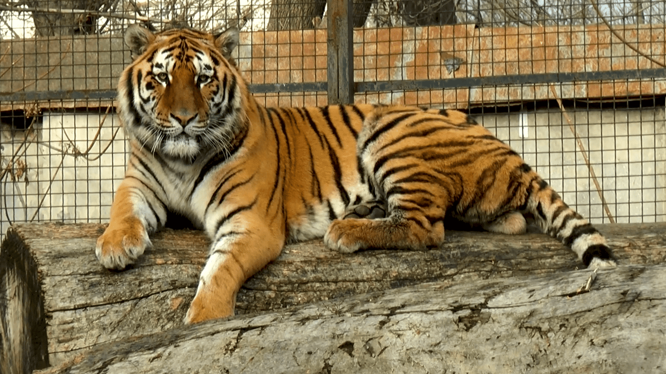 Колектив Одеського зоопарку випустив новорічний кліп
