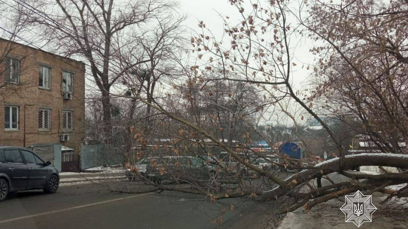 НП в Києві - дерево впало на дорогу, тим самим перекривши рух автомобілям