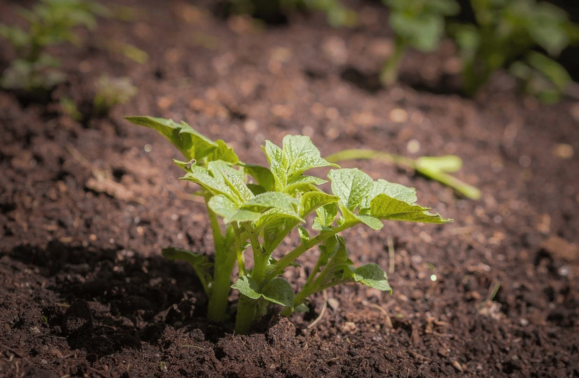 Чому весняні заморозки небезпечні для картоплі