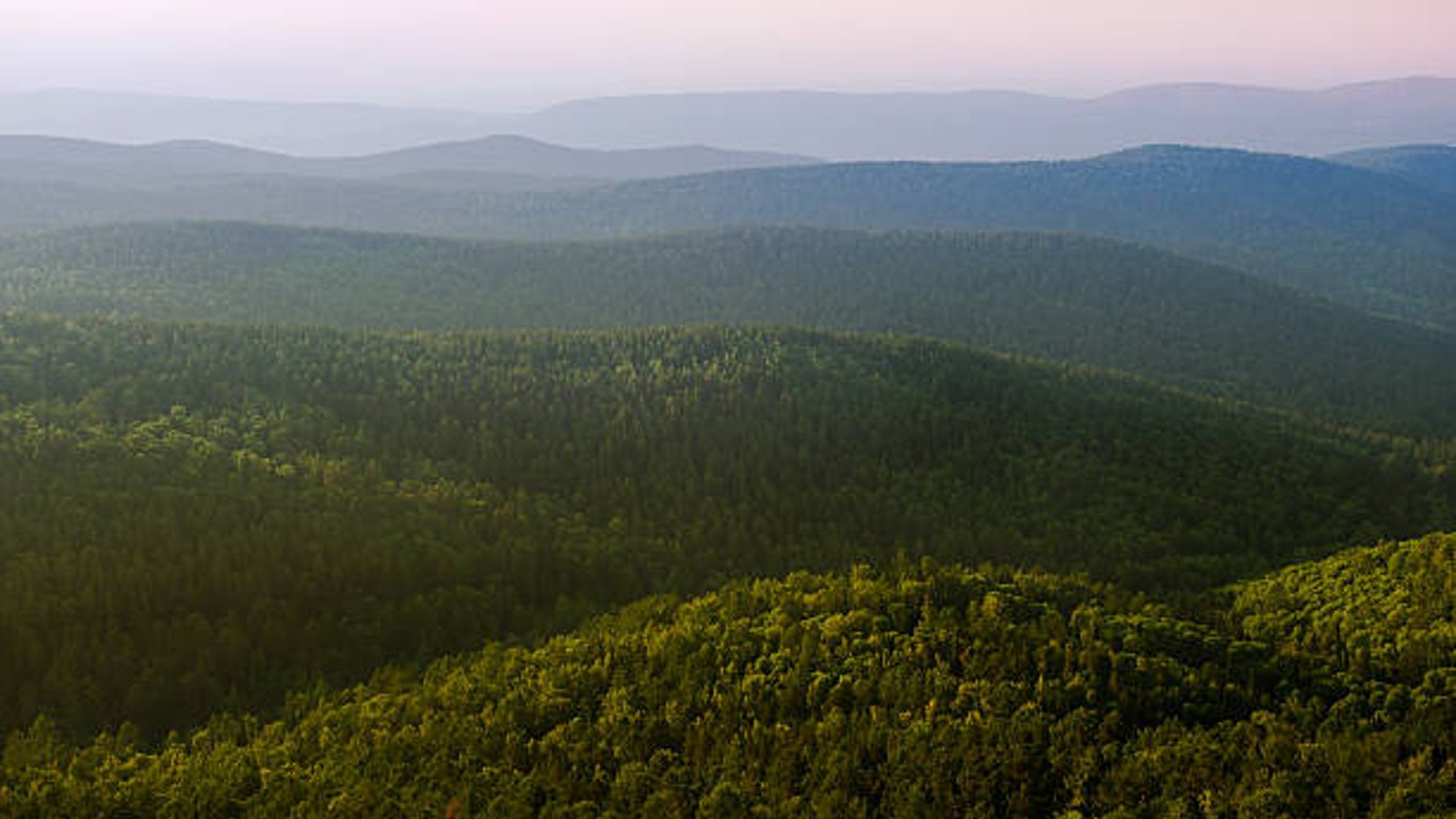 На Харьковщине частным фирмам тайно раздали гектары леса