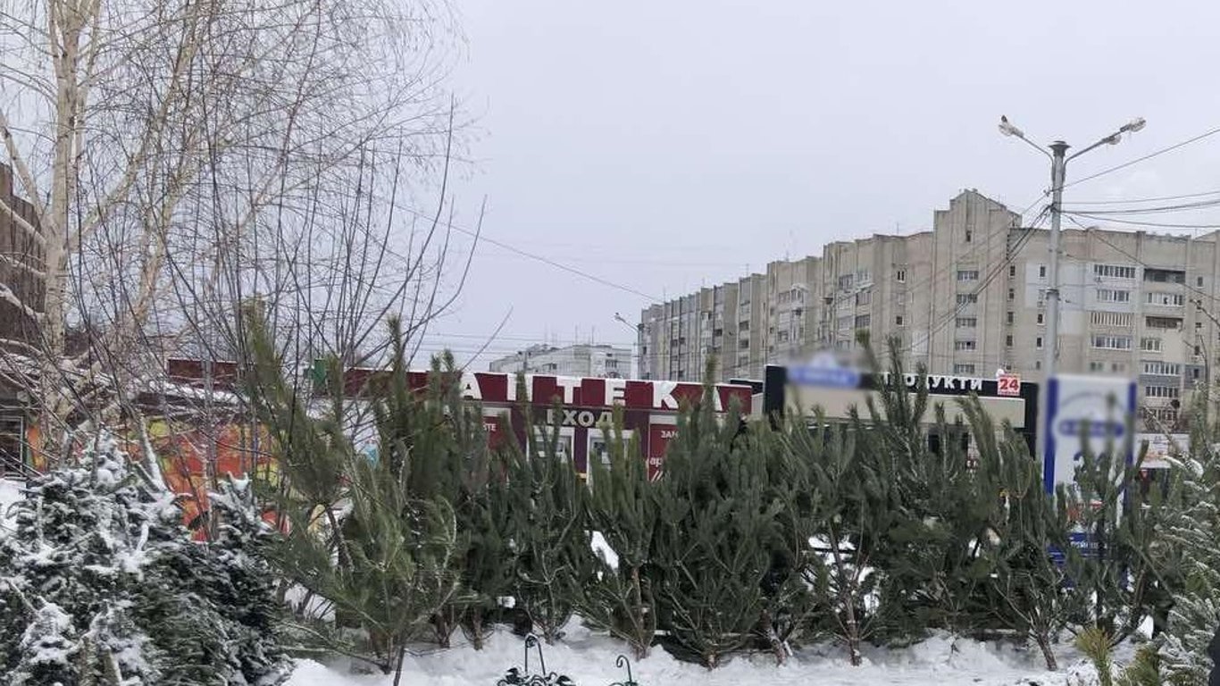 В Харькове цены на новогодние елки значительно снизились