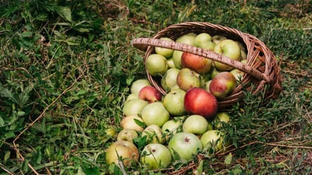 Який сорт став найурожайнішим серед яблук у 2025 році - 285x160