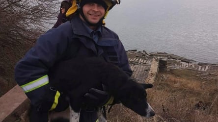 В Одеській області рятувальники витягли собаку із триметрової ями. Фото - 285x160