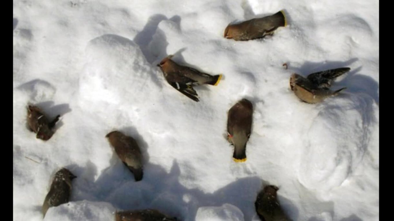 Новый год в Киеве - от взрывов салюта погибли  сотни птиц