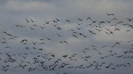 На Одещину прилетіли рідкісні птахи. Вражаючі фото - 285x160
