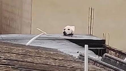 Людей злякала жива голова собаки на даху: неймовірна оптична ілюзія. Відео - 285x160