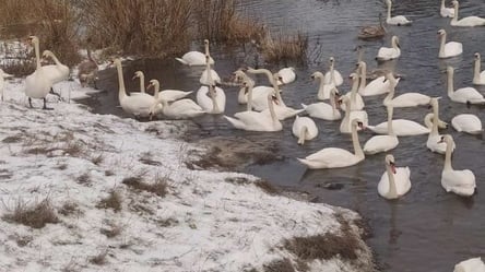 Через місцевих жителів у Червонограді гинуть лебеді: в чому причина - 285x160
