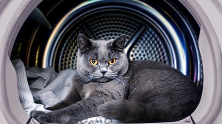 У Дніпрі жінка 30 хвилин прала кота в машинці. Відео - 285x160
