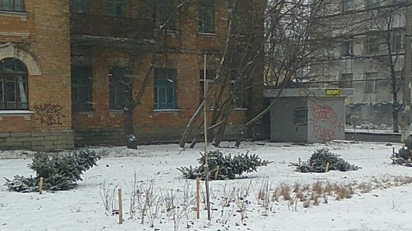 Вандали зрубали молоді ялинки на Солом'янці - фото