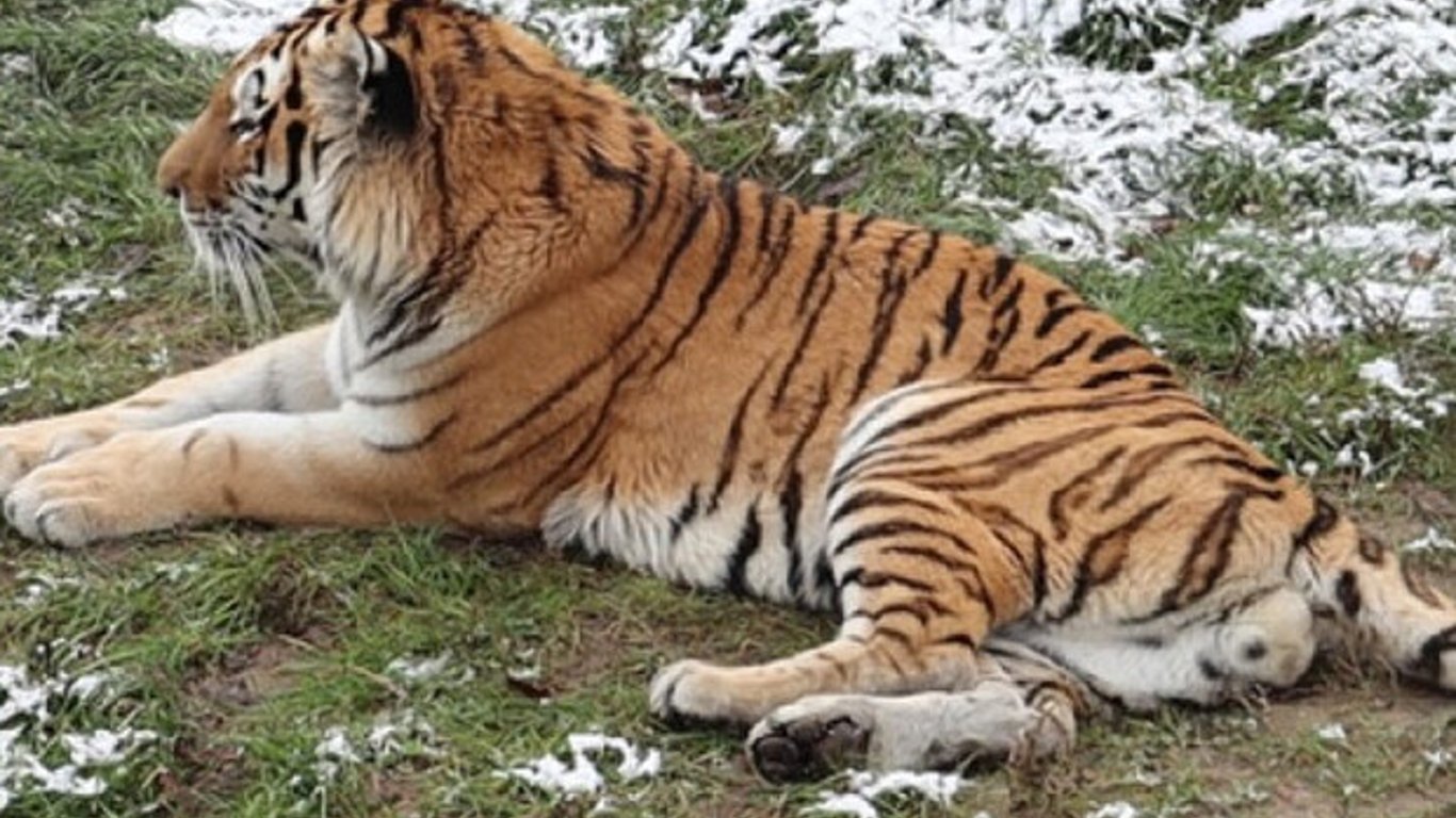 Вільно відвідування в Харківському зоопарку продовжили до кінця січня