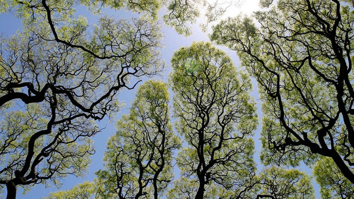 4 миллиона гривен на растительность: в Харькове обрежут и вырубят деревья