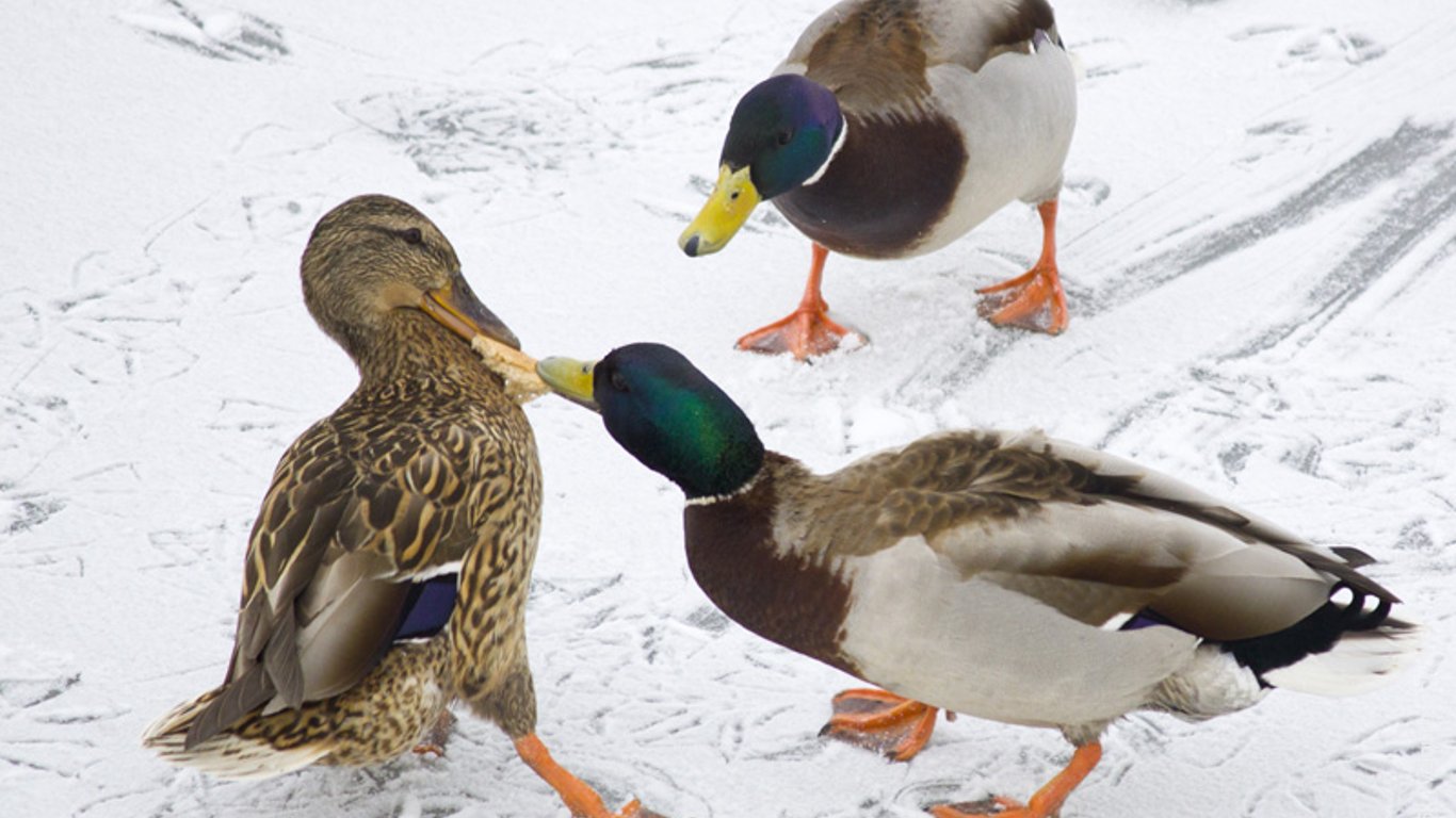 Киянам заборонили годувати птахів хлібом у сильні морози - причина