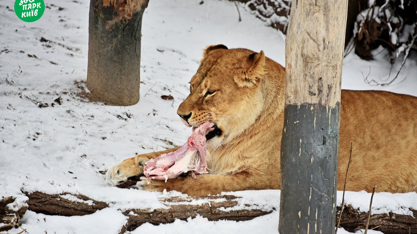 Киевский зоопарк показал рысь и львов в снегу