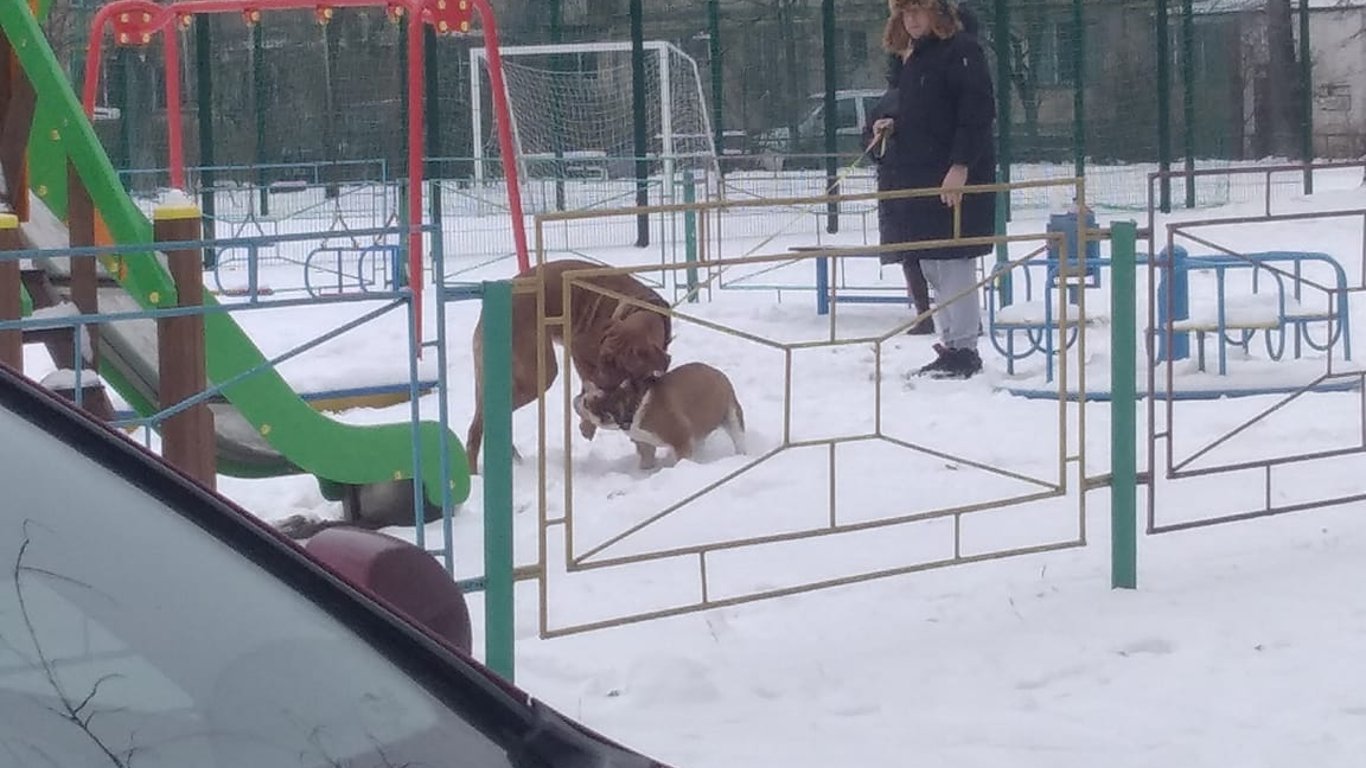 Детские площадки Киев - люди превратили площадку в место для выгула собак