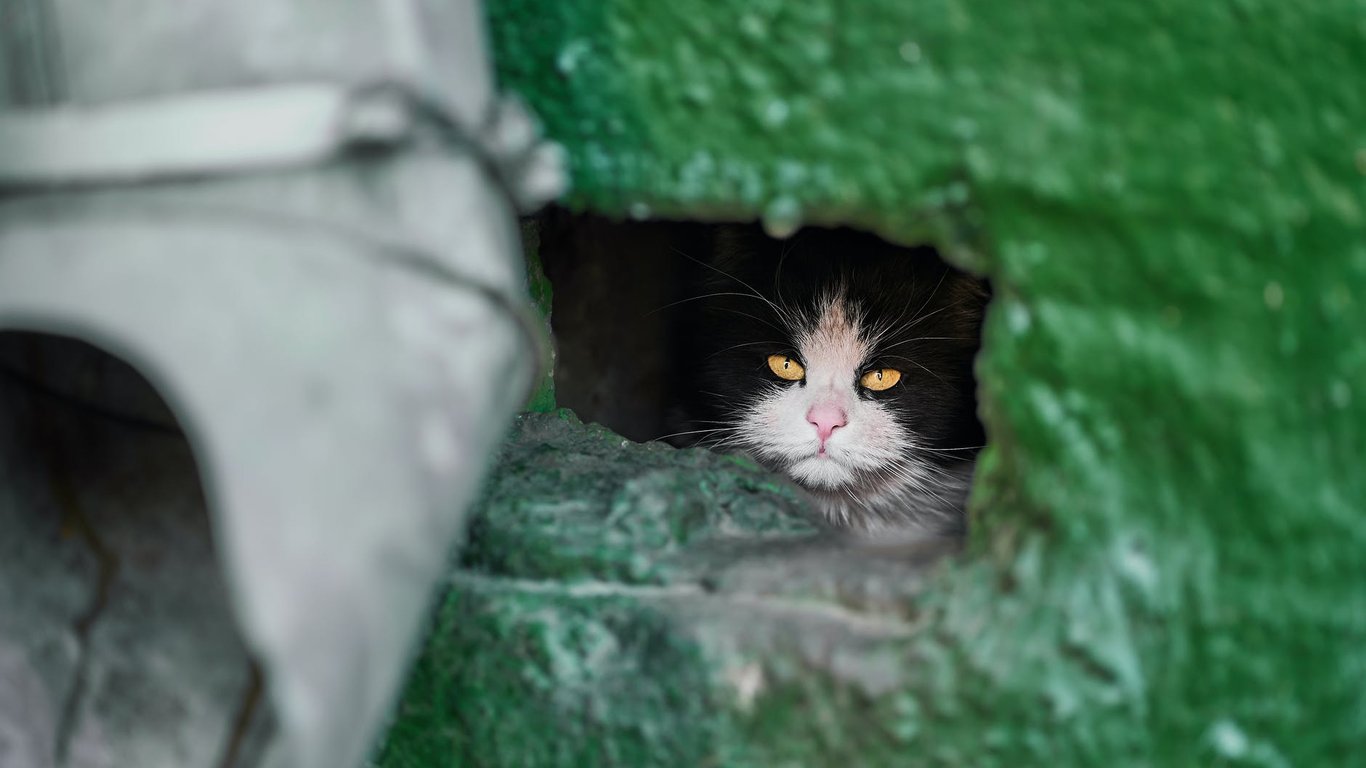 В Одессе замуровали двух котов в подвале — зоозащитники готовят заявление в полицию