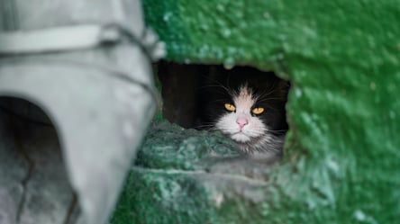 "Відрубаю руки": в Одесі замурували двох котів та навмисне не дозволяли їх визволити. Відео - 285x160