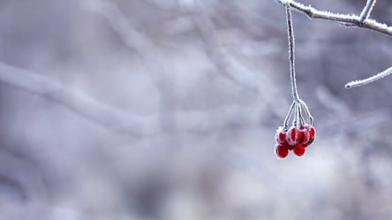 Оттепель и дожди: на Львовщине 14 января на смену морозам пришло потепление - 285x160