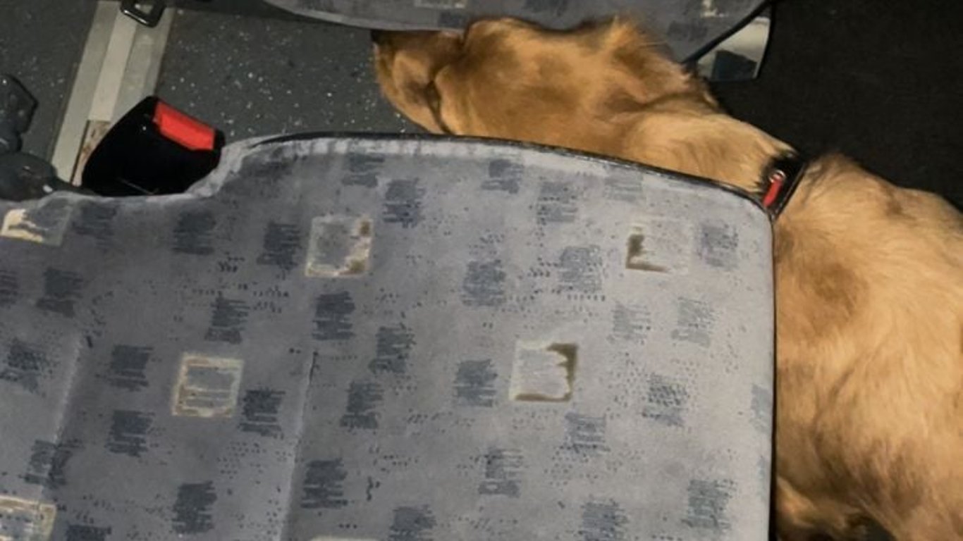 На Львовщине пограничный пес вынюхал наркотики в рейсовом автобусе - фото