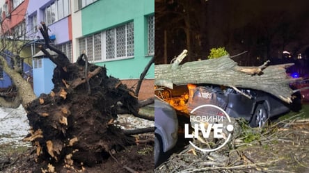 Вирвані дерева, побиті авто і перші жертви стихії: якими були наслідки шторму в Україні 14 січня - 285x160