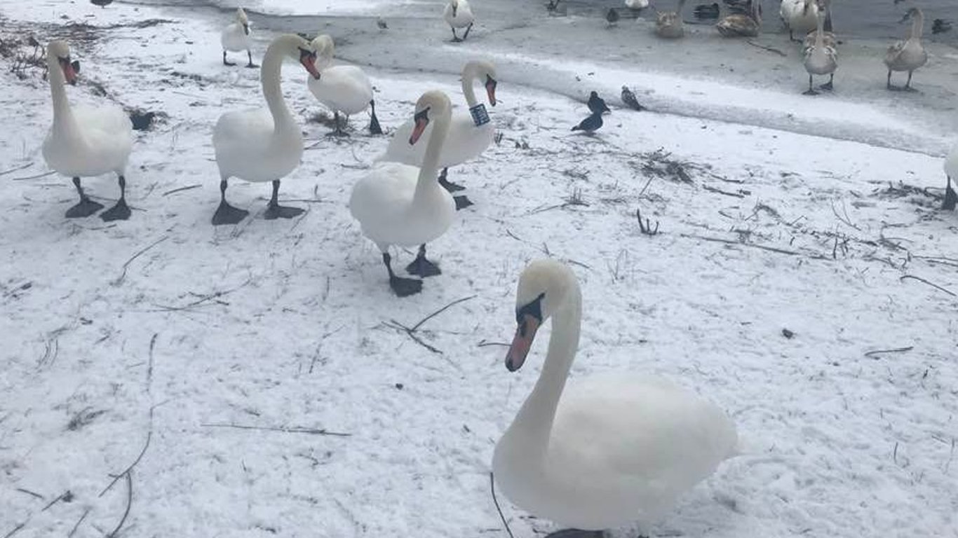 Лебеді Київ - на березі Дніпра оселилися білі лебеді - фото