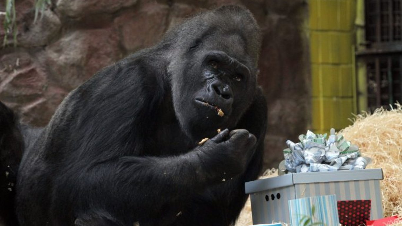 Горила Тоні - найстаріша горила столичного зоопарку отримала подарунок з Німеччини