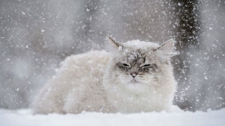 Снег будет на Западе и Севере: прогноз погоды на 20 января в Украине - 285x160