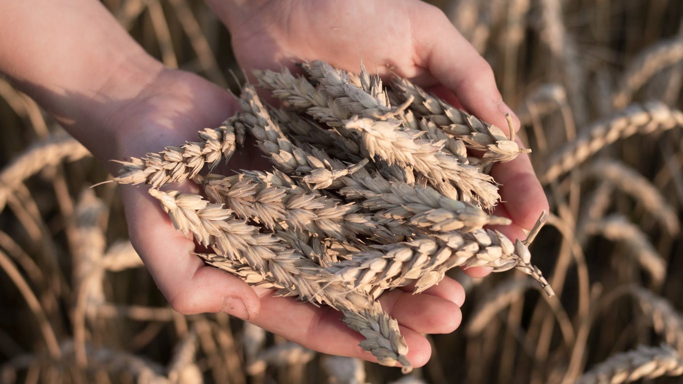 Государственная продовольственно-зерновая корпорация на грани банкротства: что говорят в Раде