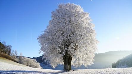 На Буковине ударил мороз в свыше 30 градусов. Фото - 285x160