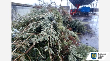 Во Львове за три дня коммунальщики собрали почти 15 тонн новогодних елок: что с ними будут делать - 285x160