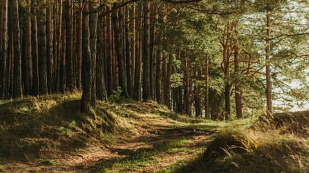 В Харьковской области лесхоз незаконно вырубил деревьев на 4 миллиона гривен - 285x160