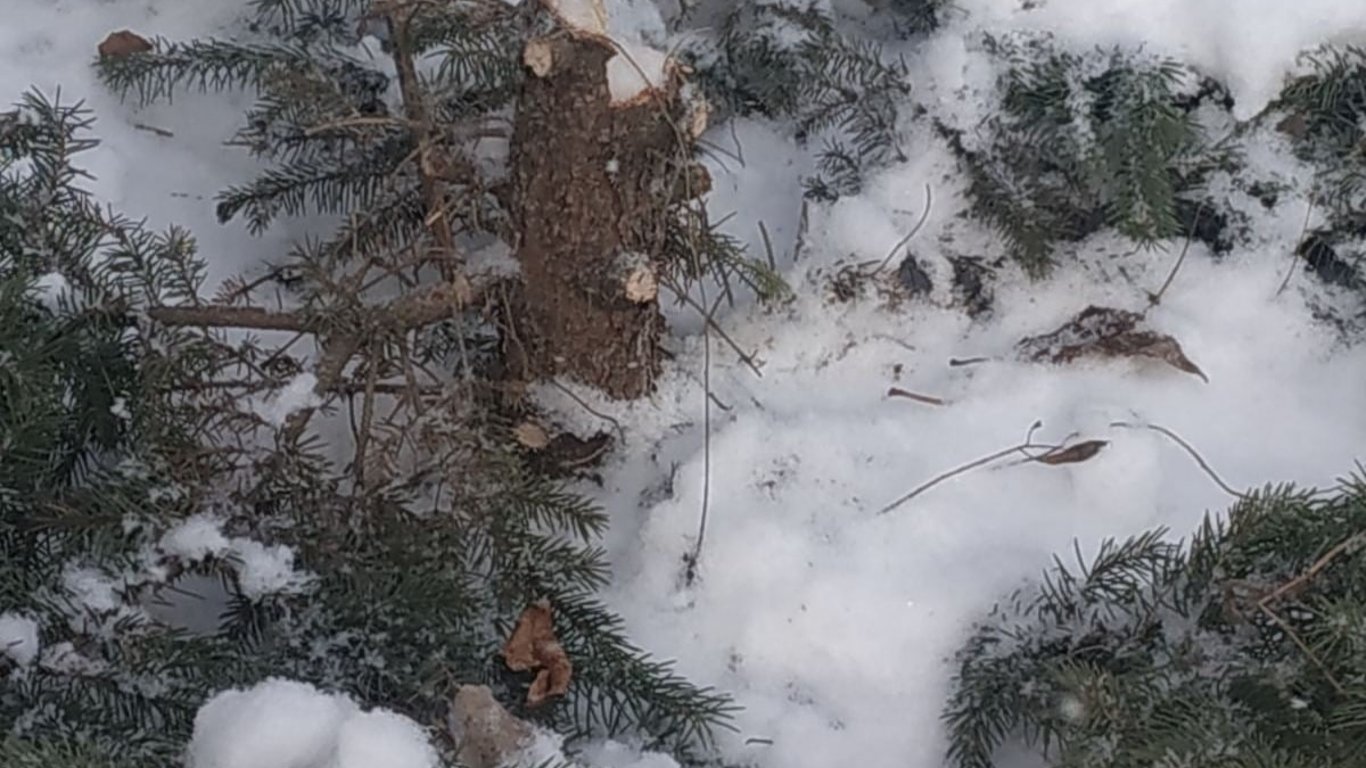 Вандалізм у Києві - зламали молоді дерева - фото