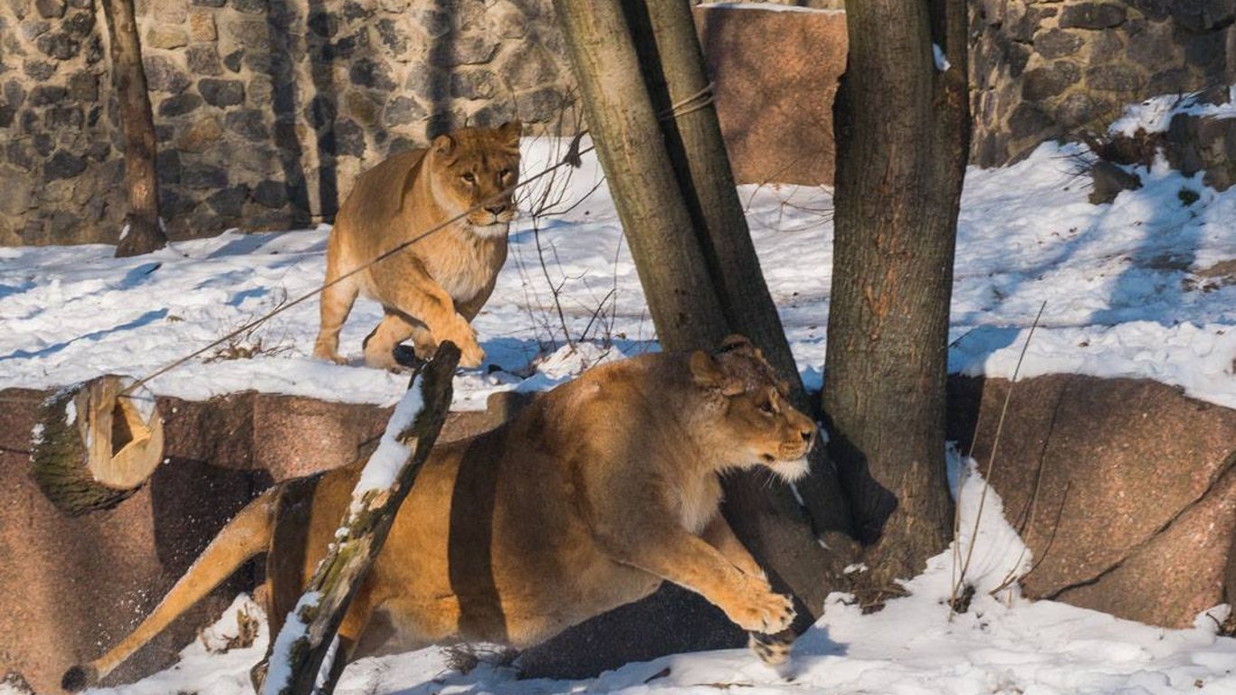 Зоопарк Киев - три дня празднований львиного прайда в столичном зоопарке