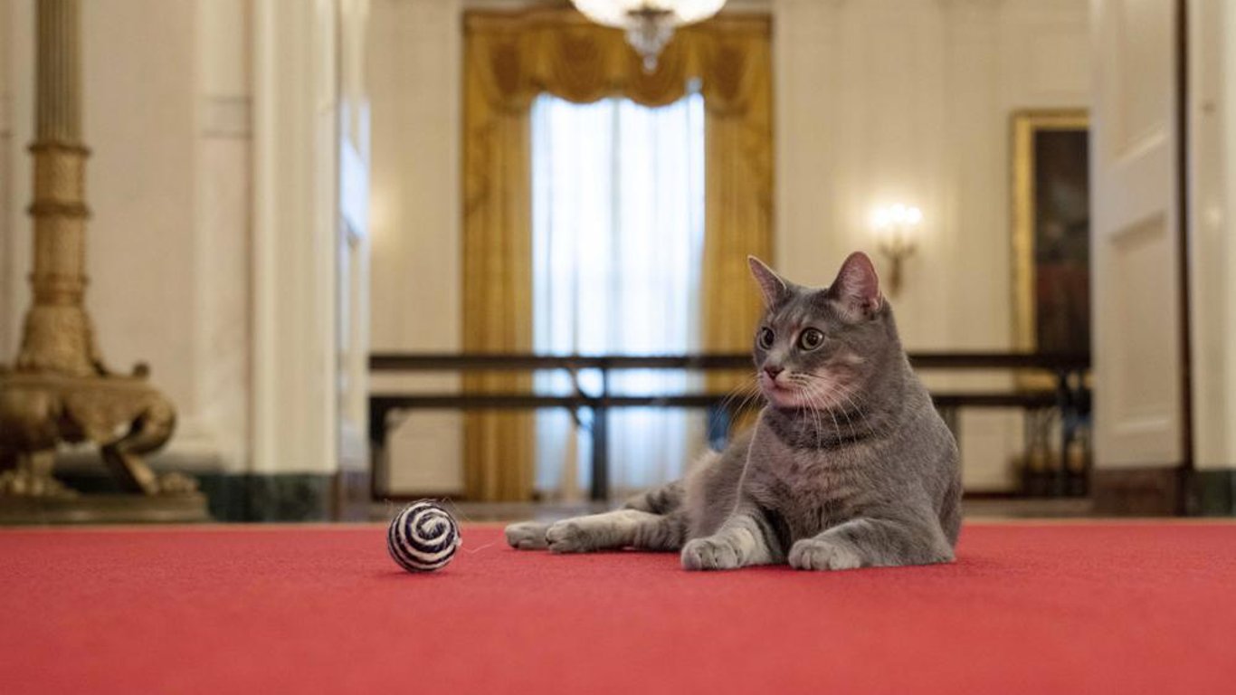 В Білому домі оселилася кішка Байденів Віллоу