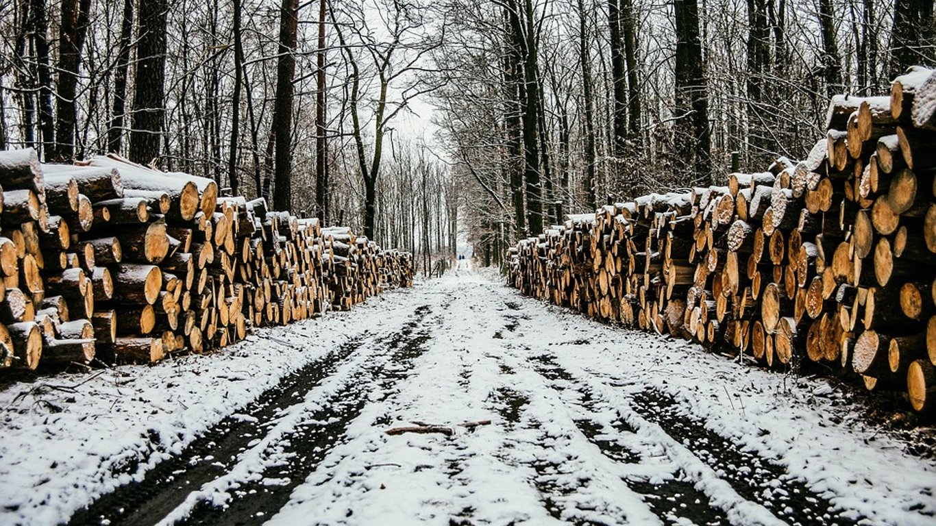 В Одесской области под суде пойдет депутат городского совета, который вырубил лес на 10 миллионов гривен