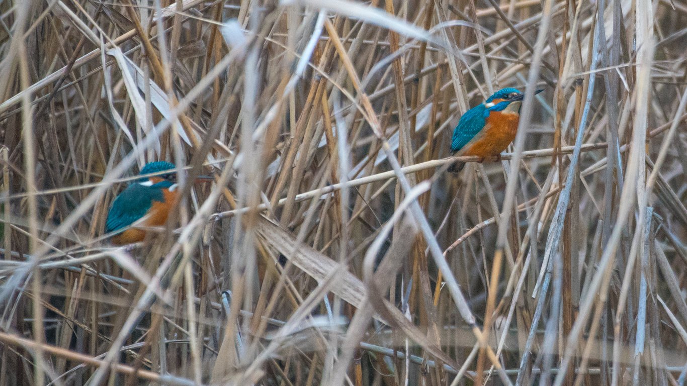 У мережі показали рідкісних птахів, які зимують на Одещині - фото