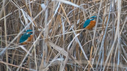 В сети показали редких птиц, которые зимуют в Одесской области. Удивительные фото - 285x160