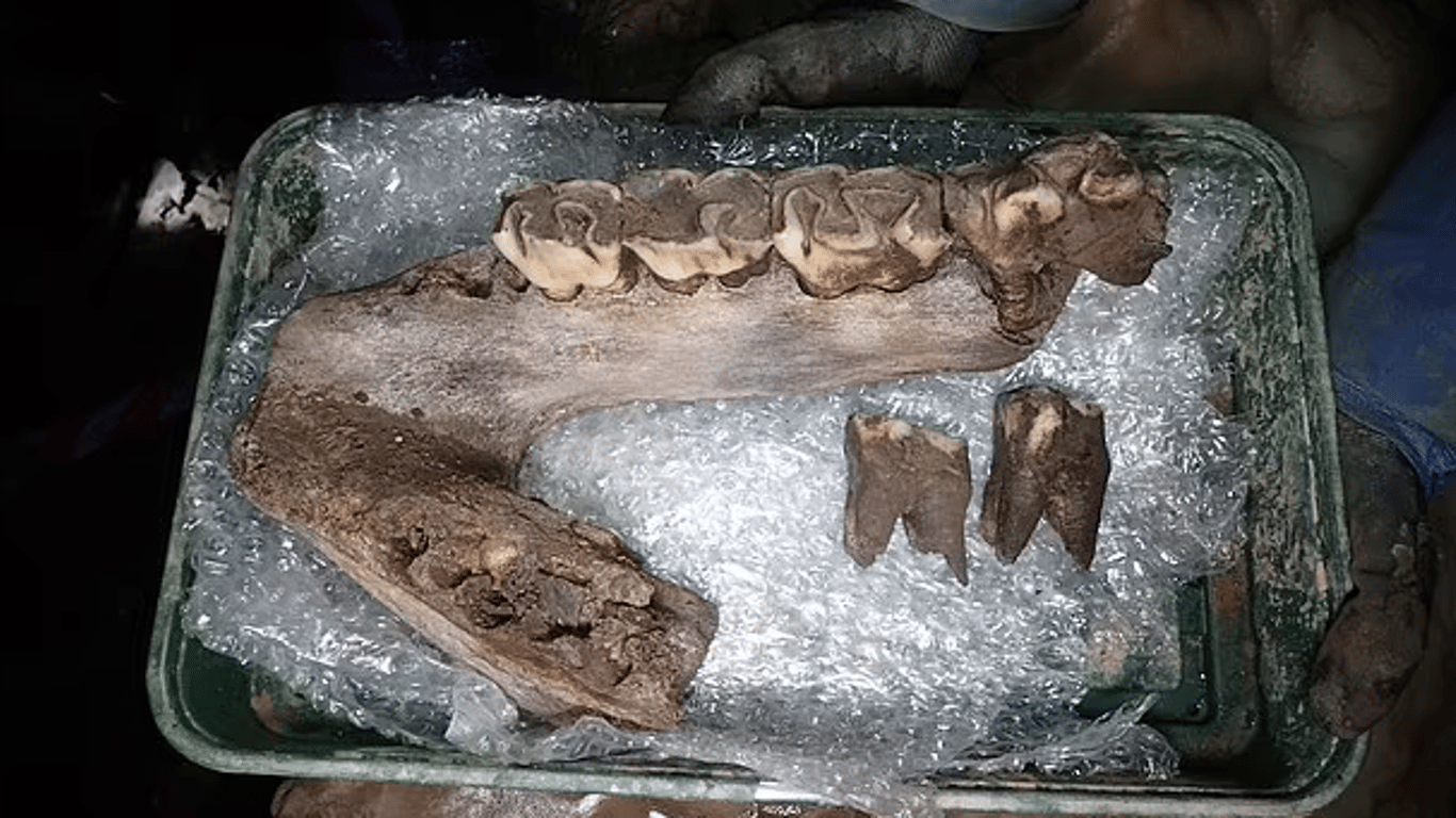 Ученые нашли останки мегафауны ледникового периода, которым более 60 тысяч лет