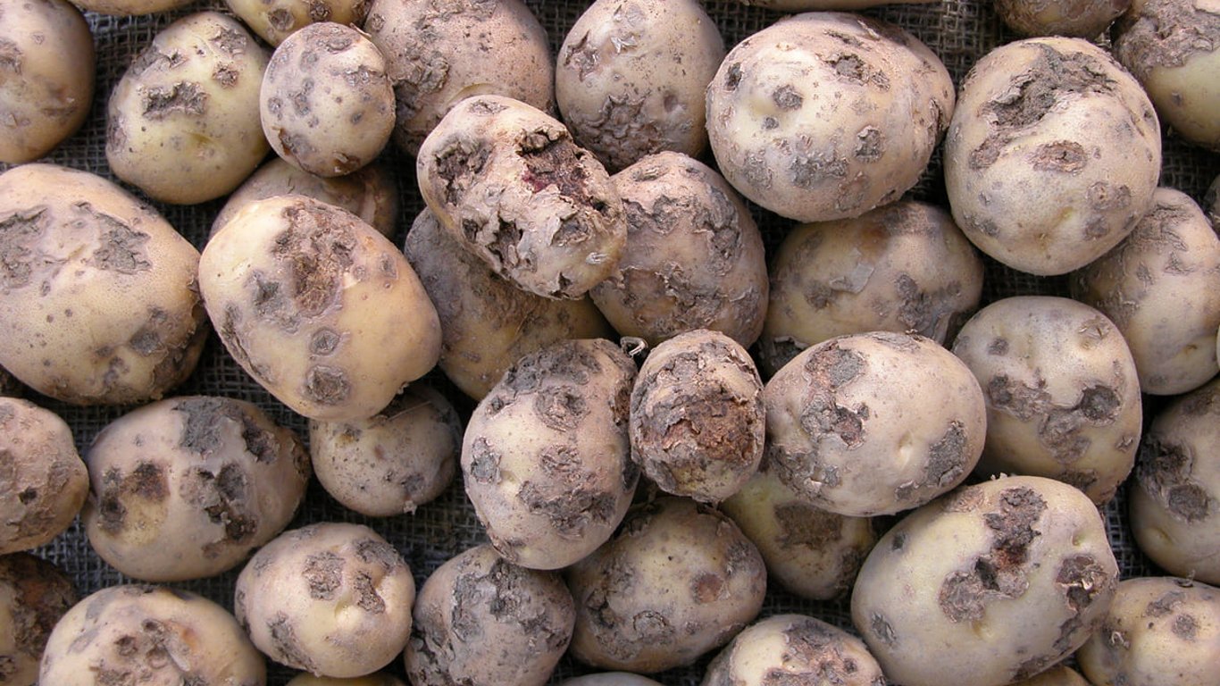 Почему в Одессе продают гнилую картошку-специалисты дали ответ