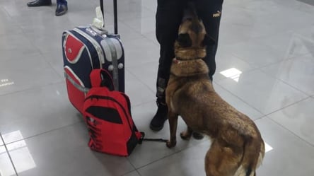 Сувенир из Испании: в одесском аэропорту задержали женщину с каннабисом - 285x160