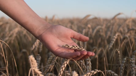 Украина кормит 400 млн человек: в Минагро поделились успехами в сельском хозяйстве - 285x160