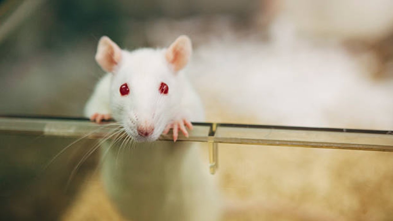 Харьковский университет собирается купить крыс, мышей и кроликов