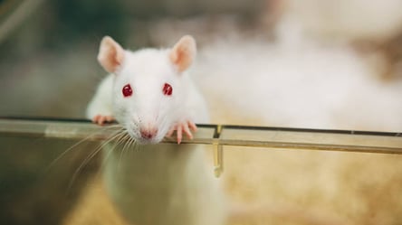 Харьковский университет собирается купить крыс, мышей и кроликов на почти 200 тыс. грн - 285x160