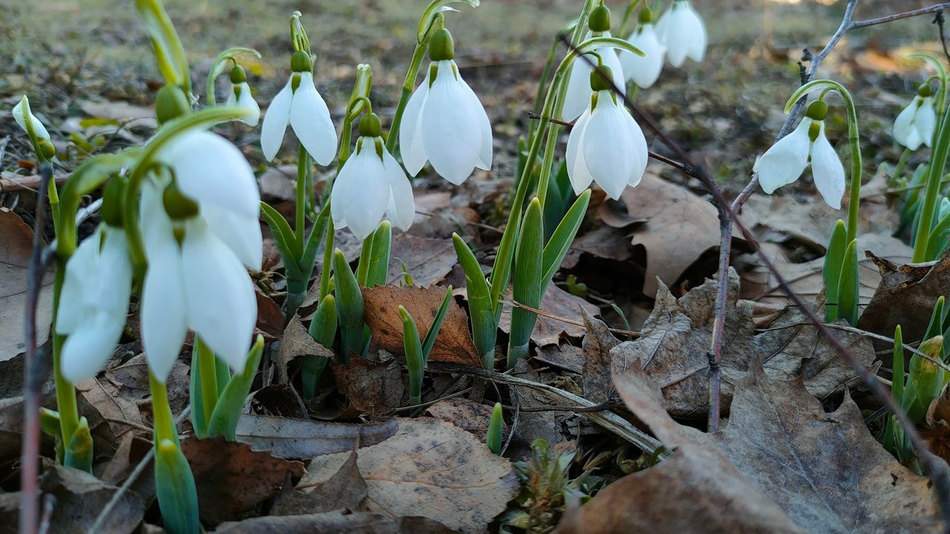 В Одесі зацвіли підсніжники - фото