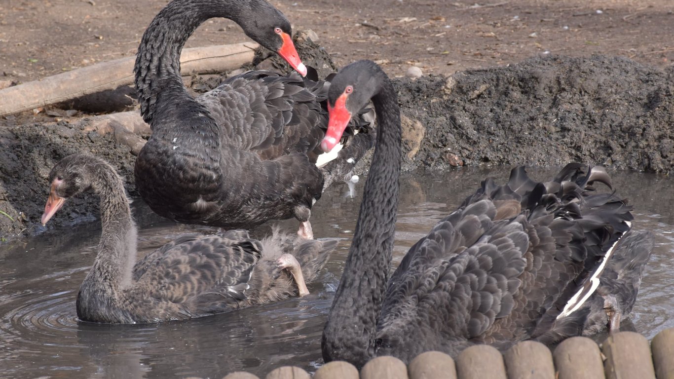 В Одесском зоопарке вылупился птенец черного лебедя - Фото