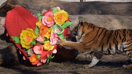 В Одесском зоопарке выбрали лучшую пару. Фото - 285x160