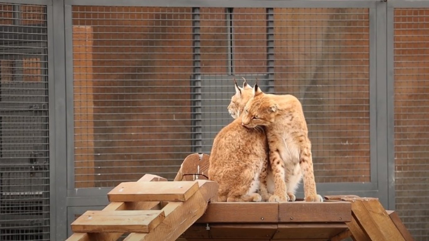 Які пари найміцніші і наймиліші у Харківському зоопарку – фото