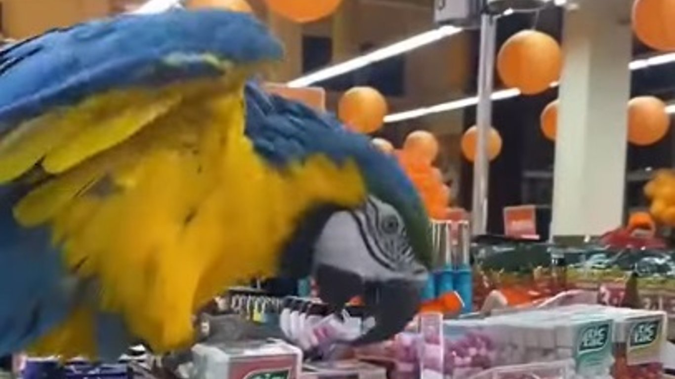 У Харкові папуга, що втік із зоопарку, влаштував розгром у супермаркеті